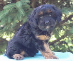 Small Photo #19 Cavapoo Puppy For Sale in THORP, WI, USA
