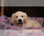 Small Photo #36 English Cream Golden Retriever Puppy For Sale in LANCASTER, WI, USA