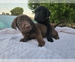 Small #3 Labrador Retriever