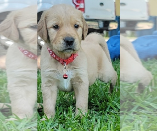 Medium Photo #1 Golden Retriever Puppy For Sale in EDOM, TX, USA