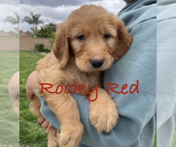 Medium Photo #1 Goldendoodle Puppy For Sale in RANCHO CUCAMONGA, CA, USA