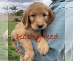Puppy Rocky Red Goldendoodle