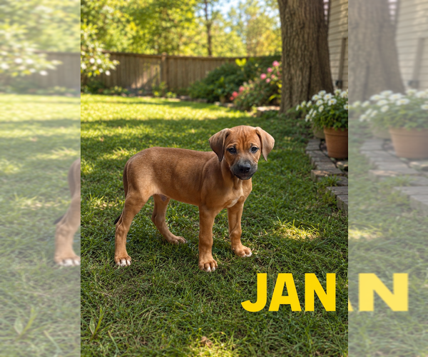Medium Photo #2 Bulldog-Doberman Pinscher Mix Puppy For Sale in Springdale, PA, USA