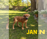 Small #1 Bulldog-Doberman Pinscher Mix