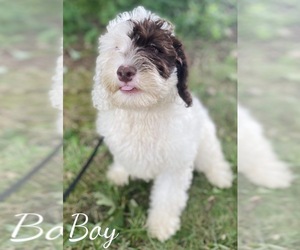 Portuguese Water Dog Puppy for sale in MONCLOVA, OH, USA