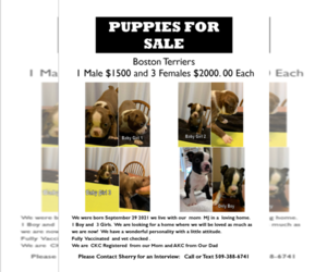 Boston Terrier Puppy for sale in YAKIMA, WA, USA