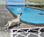 Small Photo #4 Jack Russell Terrier Puppy For Sale in Oakhurst, NJ, USA