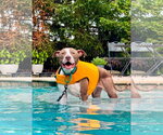 Small #2 American Pit Bull Terrier Mix