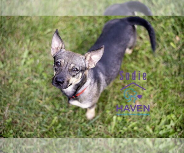 Medium Photo #2 Dachshund-Unknown Mix Puppy For Sale in Omaha, NE, USA