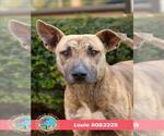 LOUIE - Male Black Mouth Cur Dog for Adoption - Small photo