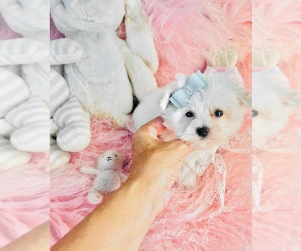 Medium Photo #7 Maltese Puppy For Sale in PALM BEACH, FL, USA