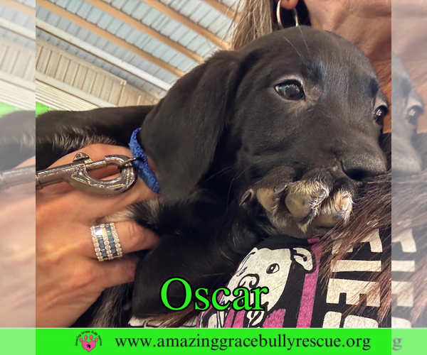 Medium Photo #8 Bulldog-Labrador Retriever Mix Puppy For Sale in Pensacola, FL, USA