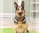Small German Shepherd Dog