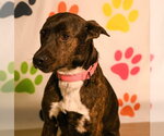 Small #2 Mutt