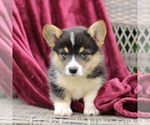Small #4 Pembroke Welsh Corgi
