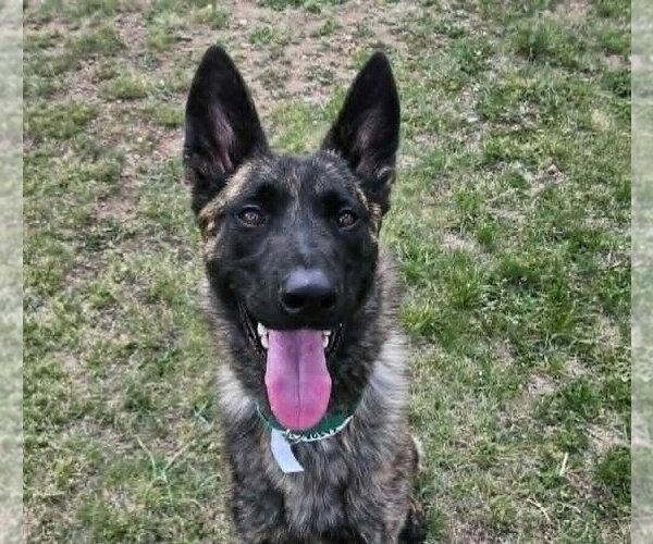 Medium Photo #1 Holland Shepherd Puppy For Sale in Imlay City, MI, USA