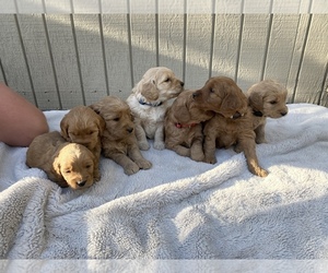 Goldendoodle (Miniature) Puppy for Sale in FLAGSTAFF, Arizona USA