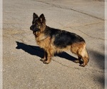 Small Photo #3 German Shepherd Dog Puppy For Sale in DURANGO, CO, USA