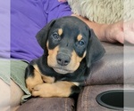 Puppy 0 Doberman Pinscher