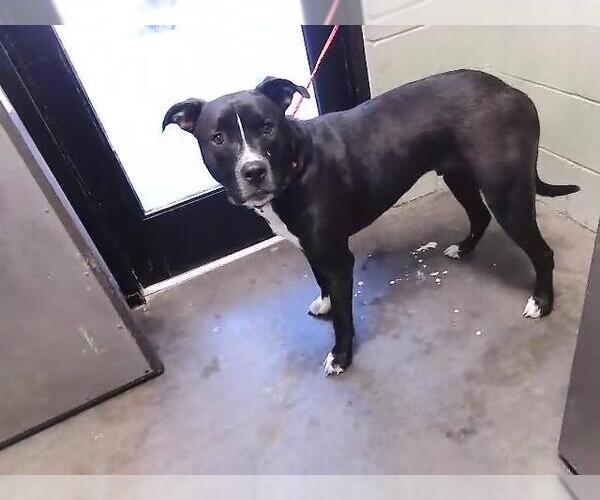 Medium Photo #1 Labrador Retriever-Unknown Mix Puppy For Sale in Tulsa, OK, USA