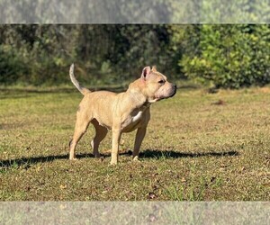 Mother of the American Bully puppies born on 02/20/2022