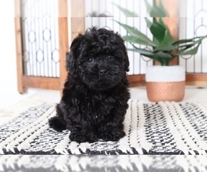 Shih-Poo Puppy for sale in NAPLES, FL, USA
