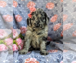 Goldendoodle Puppy for sale in CHRISTIANA, PA, USA