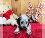 Small Photo #7 Dalmadoodle Puppy For Sale in TRENTON, MO, USA