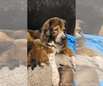 Small Photo #1 Tibetan Mastiff Puppy For Sale in MONUMENT, CO, USA