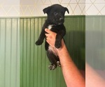 Puppy Dory German Shepherd Dog-Mutt Mix
