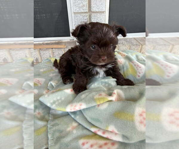 Medium Photo #5 Yorkshire Terrier Puppy For Sale in SCHERTZ, TX, USA