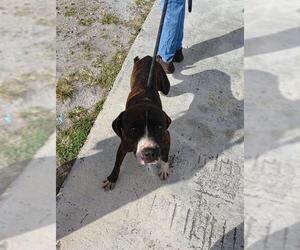 American Staffordshire Terrier-Labrador Retriever Mix Dogs for adoption in Fort Lauderdale, FL, USA