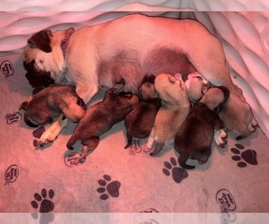 Pug Puppy for sale in MERIDEN, MN, USA
