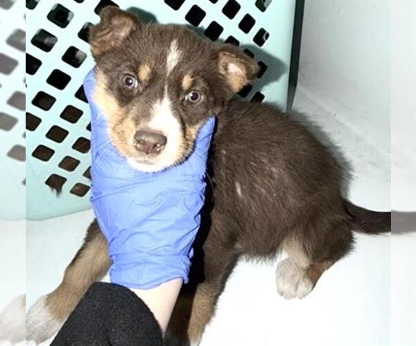 Medium Photo #1 Mutt Puppy For Sale in Houston, TX, USA