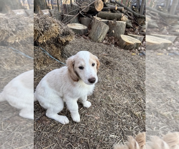 Medium Photo #82 Aussie-Poo-Goldendoodle Mix Puppy For Sale in COMMERCE, MI, USA