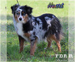 Small Photo #1 Miniature Australian Shepherd Puppy For Sale in FORESTBURG, TX, USA