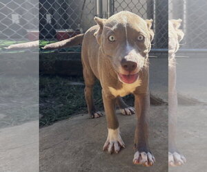 261515  Dolly - Female Bulldog-Unknown Mix Dog for Adoption - Photo #3