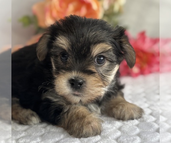 Medium Photo #5 Morkie Puppy For Sale in ROCK STREAM, NY, USA