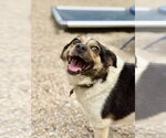 Small #2 Australian Shepherd-Beagle Mix