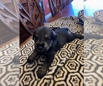 Small Photo #7 Schnauzer (Giant) Puppy For Sale in SAINT CLOUD, FL, USA