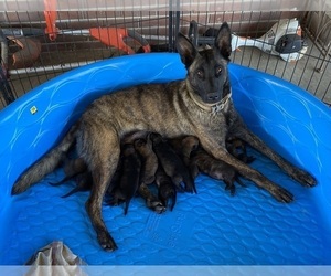 Mother of the Dutch Shepherd Dog puppies born on 05/06/2023