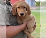 Small Photo #5 Golden Retriever Puppy For Sale in SEYMOUR, MO, USA