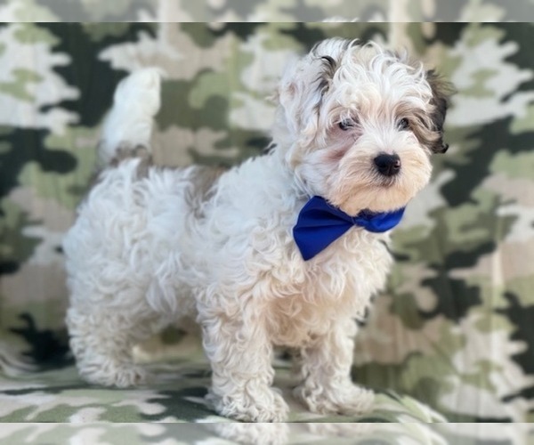 Medium Photo #2 Maltipoo Puppy For Sale in LAKELAND, FL, USA
