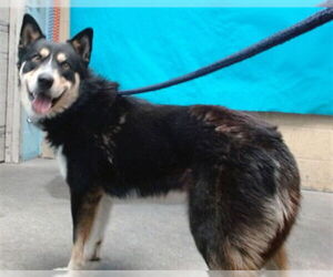 German Shepherd Dog-Unknown Mix Dogs for adoption in Downey, CA, USA
