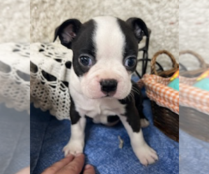 Boston Terrier Puppy for sale in CRKD RVR RNCH, OR, USA
