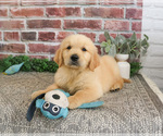 Small #1 Golden Retriever