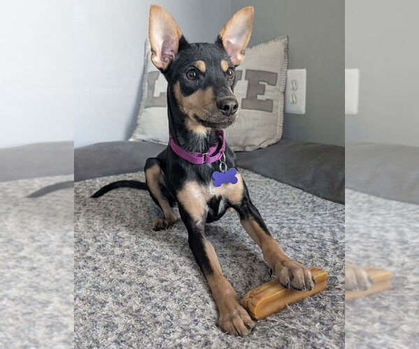 Medium Photo #8 Mutt Puppy For Sale in Oak Bluffs, MA, USA