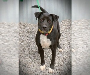 Boxador Dogs for adoption in garner, NC, USA