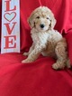 Small Photo #1 Goldendoodle Puppy For Sale in MIDLOTHIAN, TX, USA