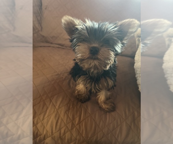 Medium Photo #5 Yorkshire Terrier Puppy For Sale in MANTECA, CA, USA